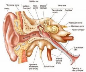 tinnitus and ear anatomy
